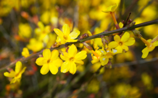 利用立春升阳气 打造一年好彩头