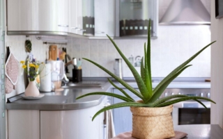 芦荟改善便秘胃溃疡 保湿抗老 居家必备