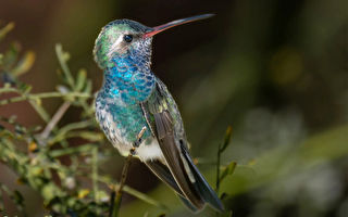 组图:八旬摄影师抓拍稀有蜂鸟的美丽瞬间