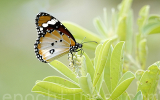 【摄影天地】喜欢在阳光下飞舞的金斑蝶