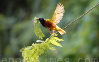 【摄影天地】飞来飞去忙着筑巢的苏丹金背织雀