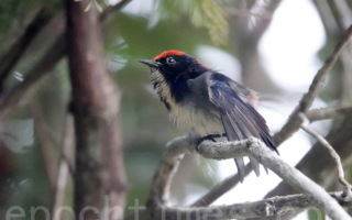 【摄影天地】刚离巢 娇小可爱的朱背啄花鸟