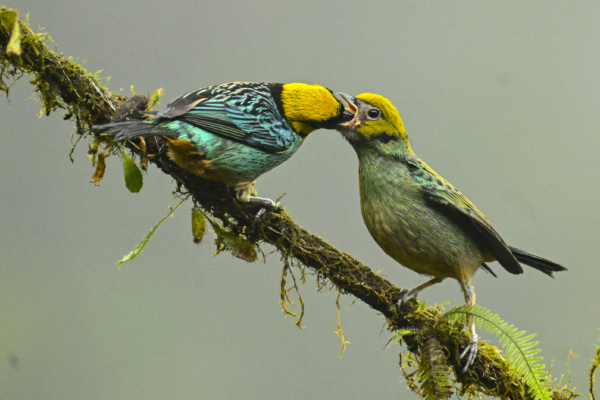 组图:第十届哥伦比亚鸟类博览会掠影