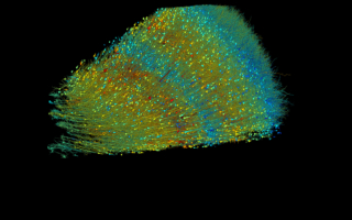 用前所未有的方式观察大脑：最详细人脑图