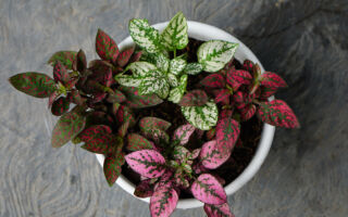 她不断在花盆里发现花生 原因你可能想不到