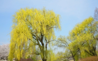 异象示现明日之星——中兴君王将起