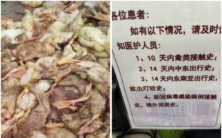 人禽流感疫情爆发瞒不住 中共低调承认