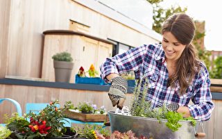 阳台种菜？园艺大师推荐八种最适合盆栽蔬菜