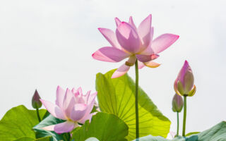 如何种植代表圣洁的莲花？ 让专家告诉你