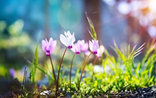 青松絮语：他人眼中的岁月静好