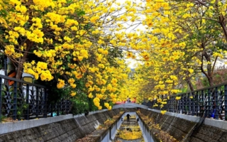 黄金花海绽放 员林八堡一圳成摄影新热点