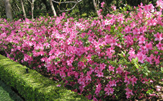 春天到了 园艺专家警告千万不要修剪12种植物