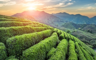 茶知识：一两黄金一两茶  四月天怎样喝好茶？