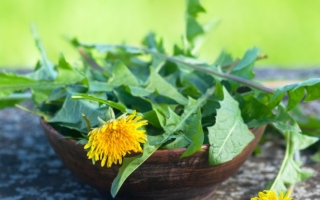 蒲公英：来自草坪的廉价又卓越的肠道健康药