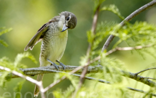 【摄影天地】虎纹伯劳是个独行侠