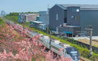 当花旗木与铁道相遇 春天就在镜头里盛开