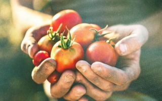 番茄红素的天然抗抑郁功效