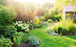 专家：每个花园都应该有这种植物 好处多多