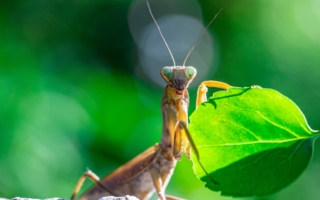 传了二千年的笑话 学螳螂捕蝉犯官司 受骗结局反倒好？