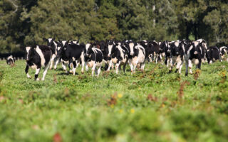 被暴风雨吓到 宾州25头牛撞坏围栏逃出农场