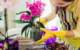 专家：兰花若喝这种饮料 会开出更大的花朵
