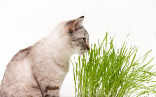 在花园里放这种水果皮 可防止猫咪进去捣蛋