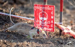 嗅出109枚地雷 非洲巨鼠“扫雷”破世界纪录