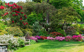 着急让花园色彩缤纷？8种花长得快你一定要试