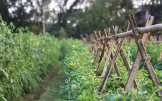 在春天做这件事 可以预防番茄感染枯萎病