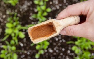 这种香料在花园超好用 可以保护植物和驱虫