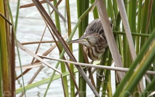【摄影天地】黄苇鳽伸长脖子