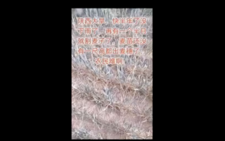 【一线采访】陕西大旱逼近麦收 农民心碎祈雨