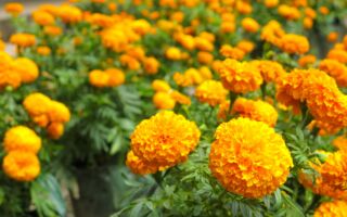 在你家种这种植物 恼人的蚊子跑光光