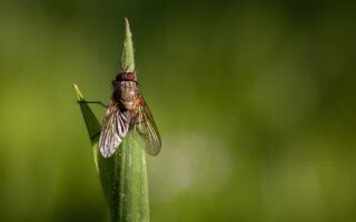 在家里摆上这一物 可以赶走烦人的苍蝇