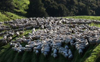 纽西兰依然羊比人多 绵羊产业逐步转型