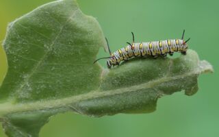 在花园里放这一物 可防毛毛虫摧毁你的植物