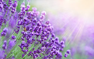 薰衣草种在哪里可以长到1米多高？