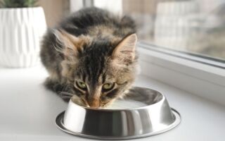 为什么你不应该让猫咪喝牛奶？