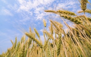 小满有三鲜夏天养心良物  小满吃苦尝新防未病