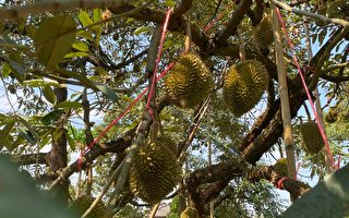 大陆榴莲价格暴跌接近腰斩 又上热搜