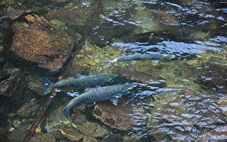 喜忧参半 加拿大河流将迎破纪录粉红鲑鱼洄游