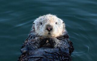 海獭主动向渔夫炫耀“宝贝石头” 萌度爆表