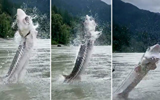 罕见 400磅重鲟鱼从河面跃过垂钓者头顶