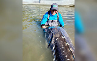加拿大钓鱼向导捕获百岁巨型鲟鱼 体长超3米