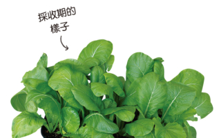 盆栽种“小松菜”好种易活又无农药