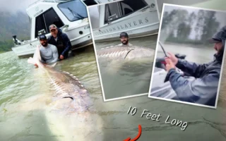 垂钓爱好者捕获巨型鲟鱼 近八百磅重