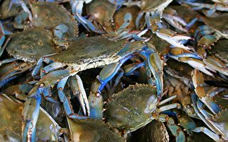 蓝蟹是意大利头疼事 美东岸却为数量下降忧心