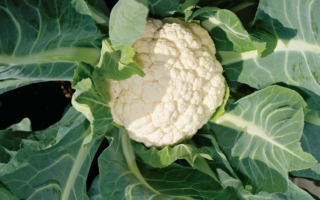 无农药安心吃！盆栽种菜：白花椰菜