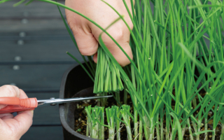 盆栽种菜︰鲜甜好吃的韭菜