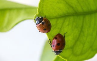 在夏天将瓢虫引进花园 可以帮你解决大问题